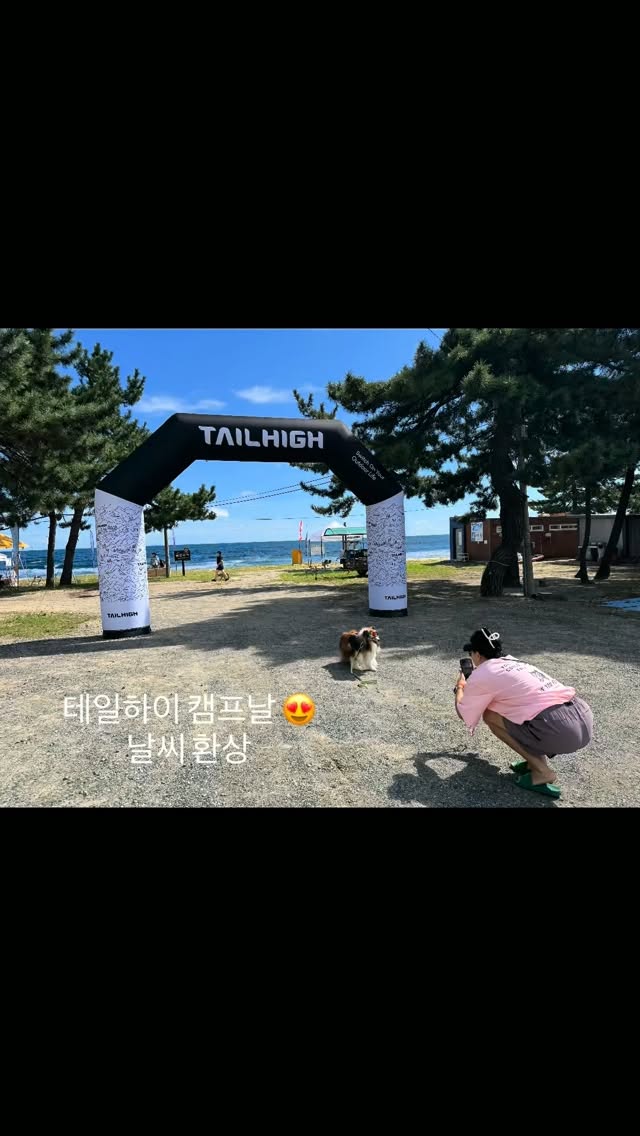 @shadow_the_shelti이 올린 닥터독 Dr.DOG 태그 게시물