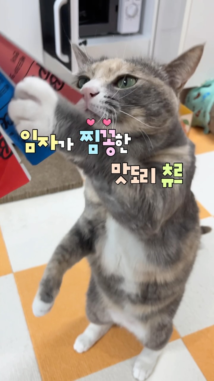 @kimimja_이 올린 펫프렌즈 태그 게시물