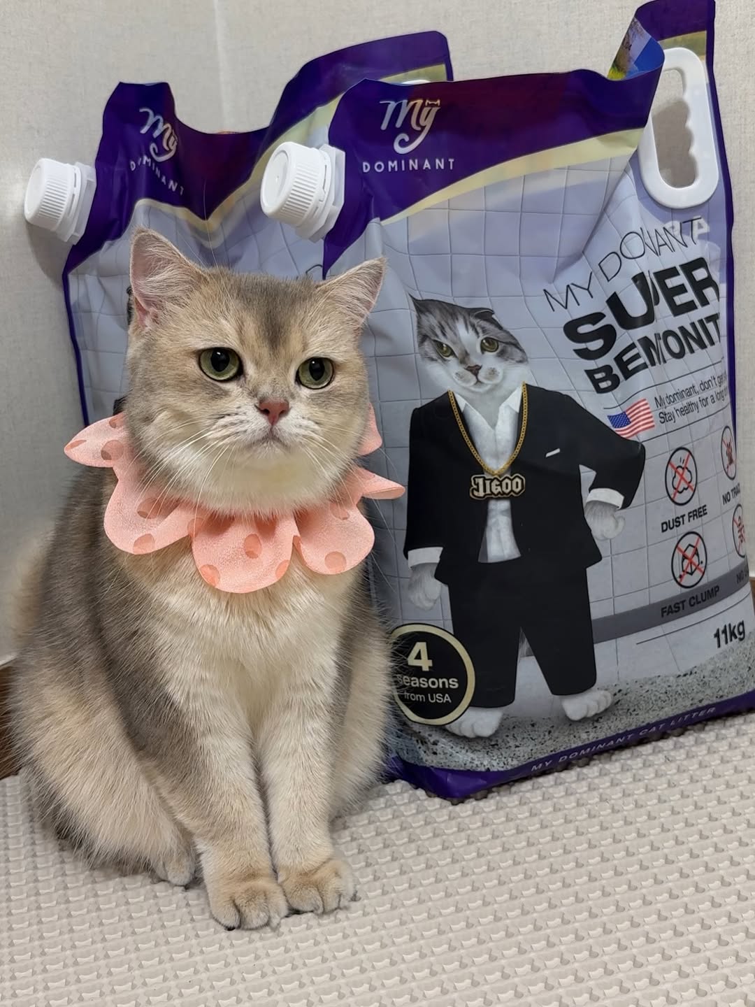 @iruda_c이 올린 마이도미넌트 고양이모래 태그 게시물