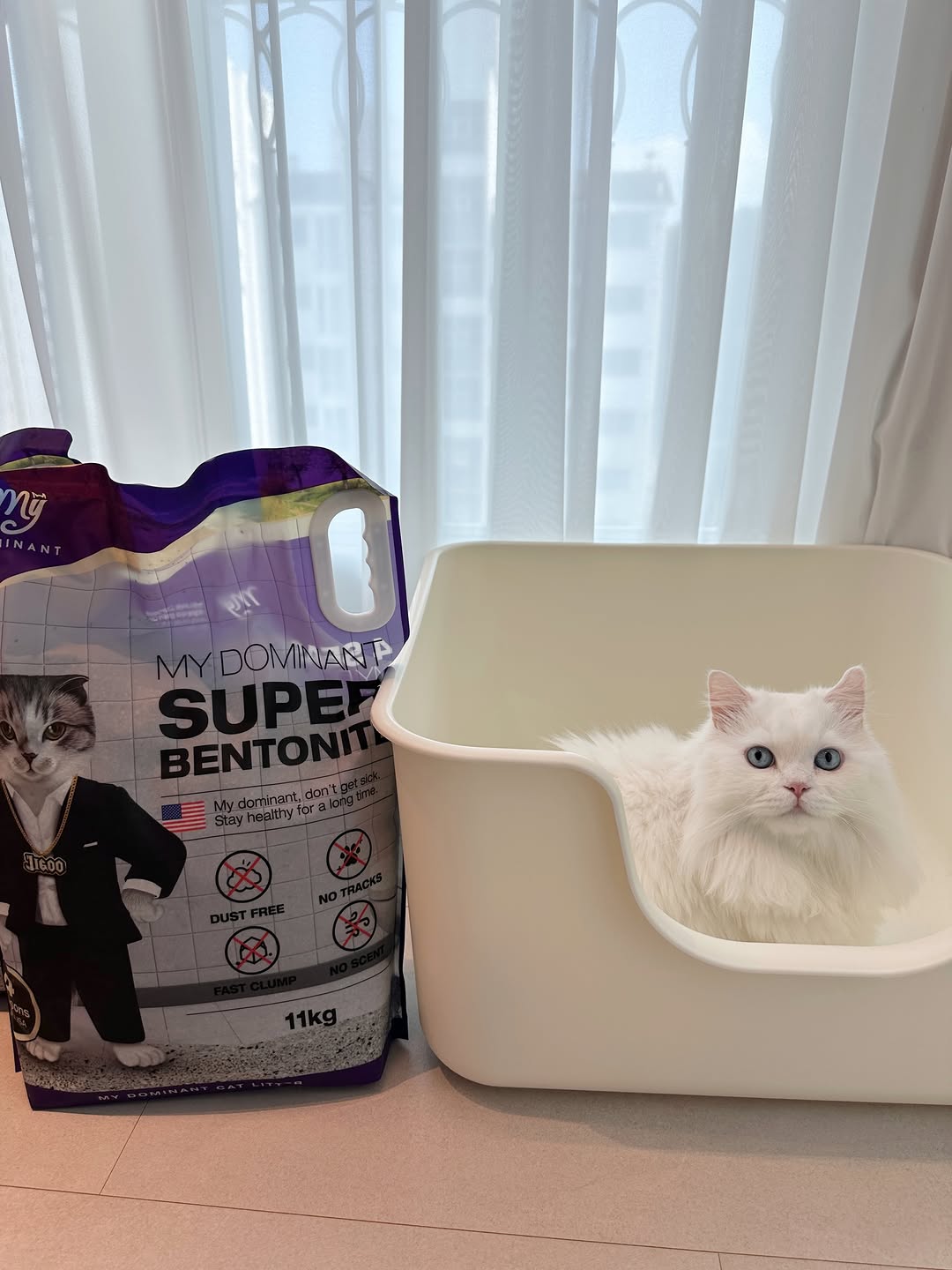 @limgooreum_cat이 올린 마이도미넌트 고양이모래 태그 게시물