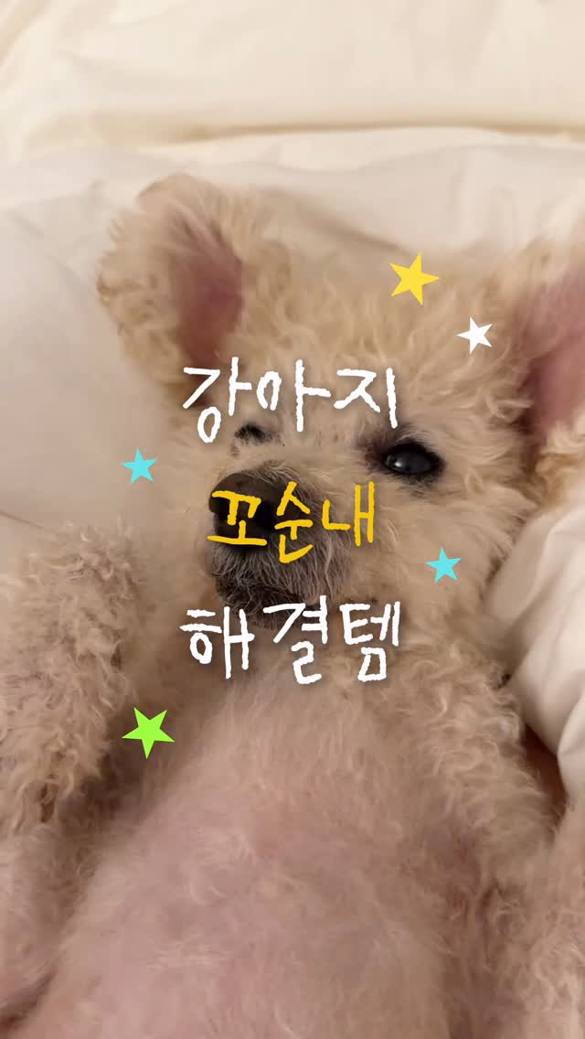 @mong_ppyu_이 올린 유르테 태그 게시물