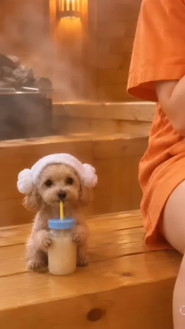 @chichi_daily_love이 올린 닥터독 Dr.DOG 태그 게시물