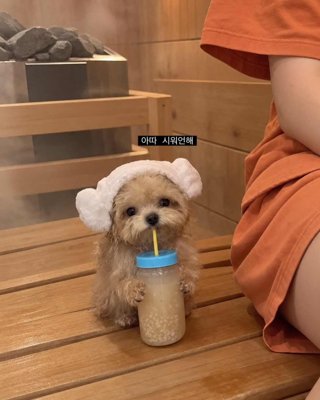 @haerong.ee이 올린 닥터독 Dr.DOG 태그 게시물