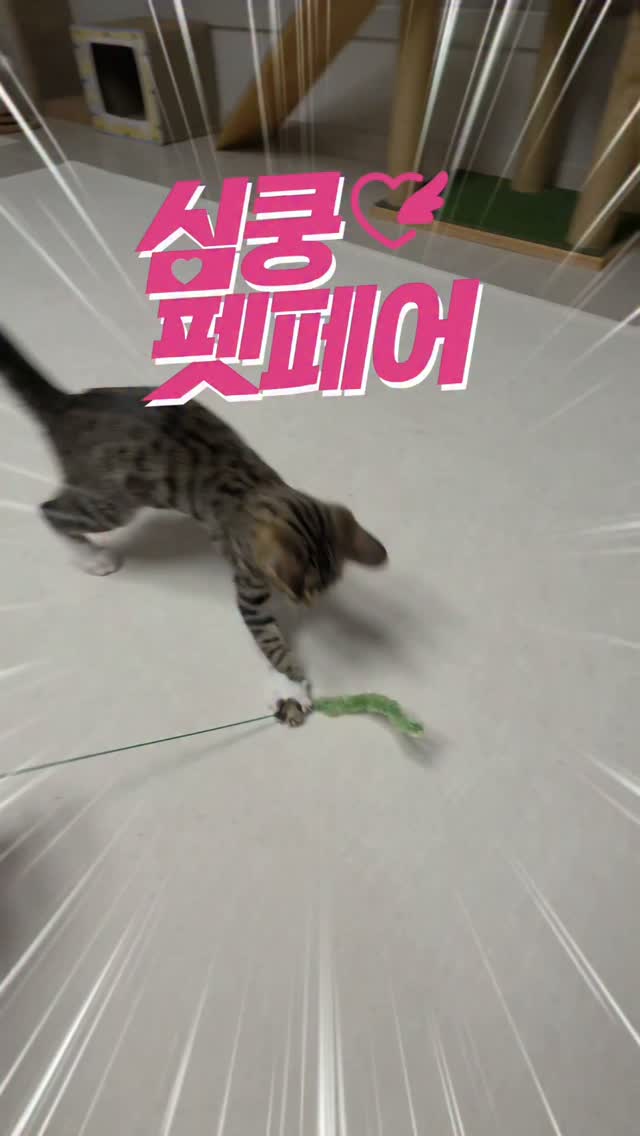 @kkaman_bal이 올린 펫프렌즈 태그 게시물