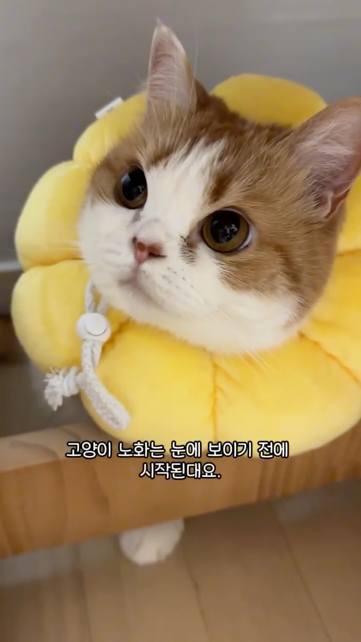 @zzah_aa이 올린 펫프렌즈 태그 게시물