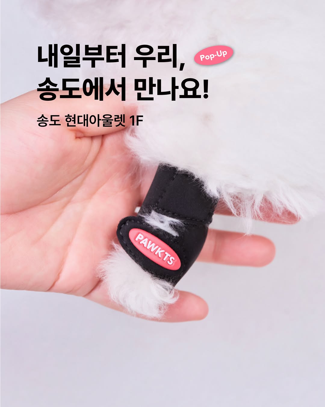 @pawkts이 올린 디어테일💕 태그 게시물