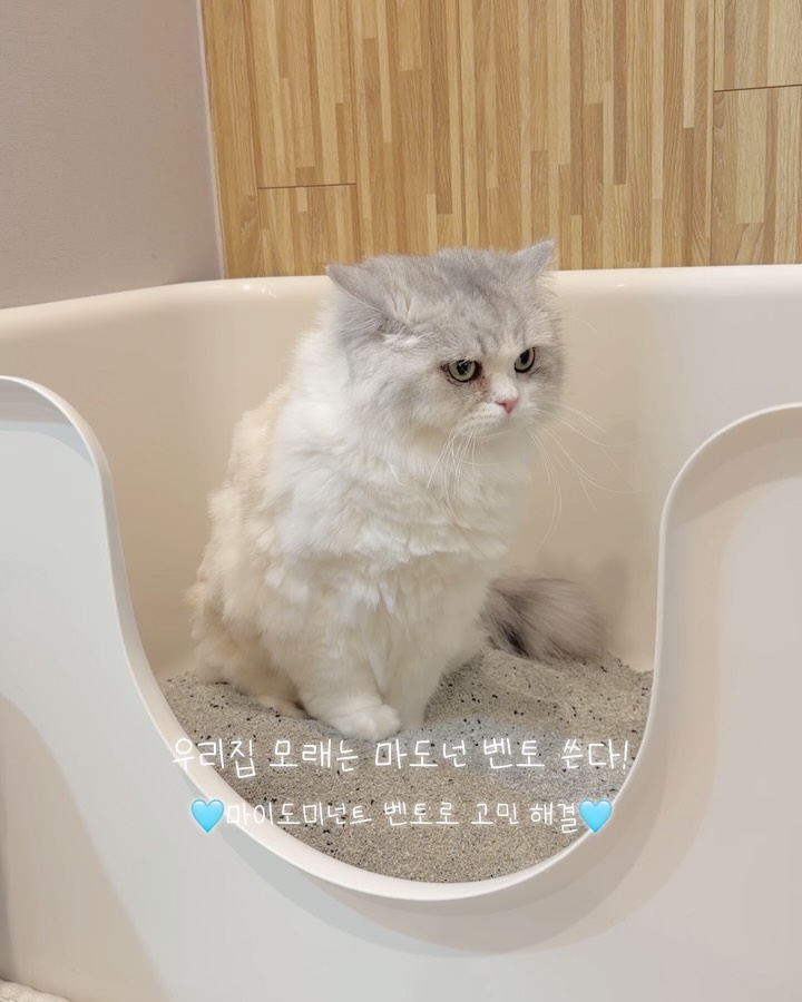 @r_aycat이 올린 마이도미넌트 고양이모래 태그 게시물