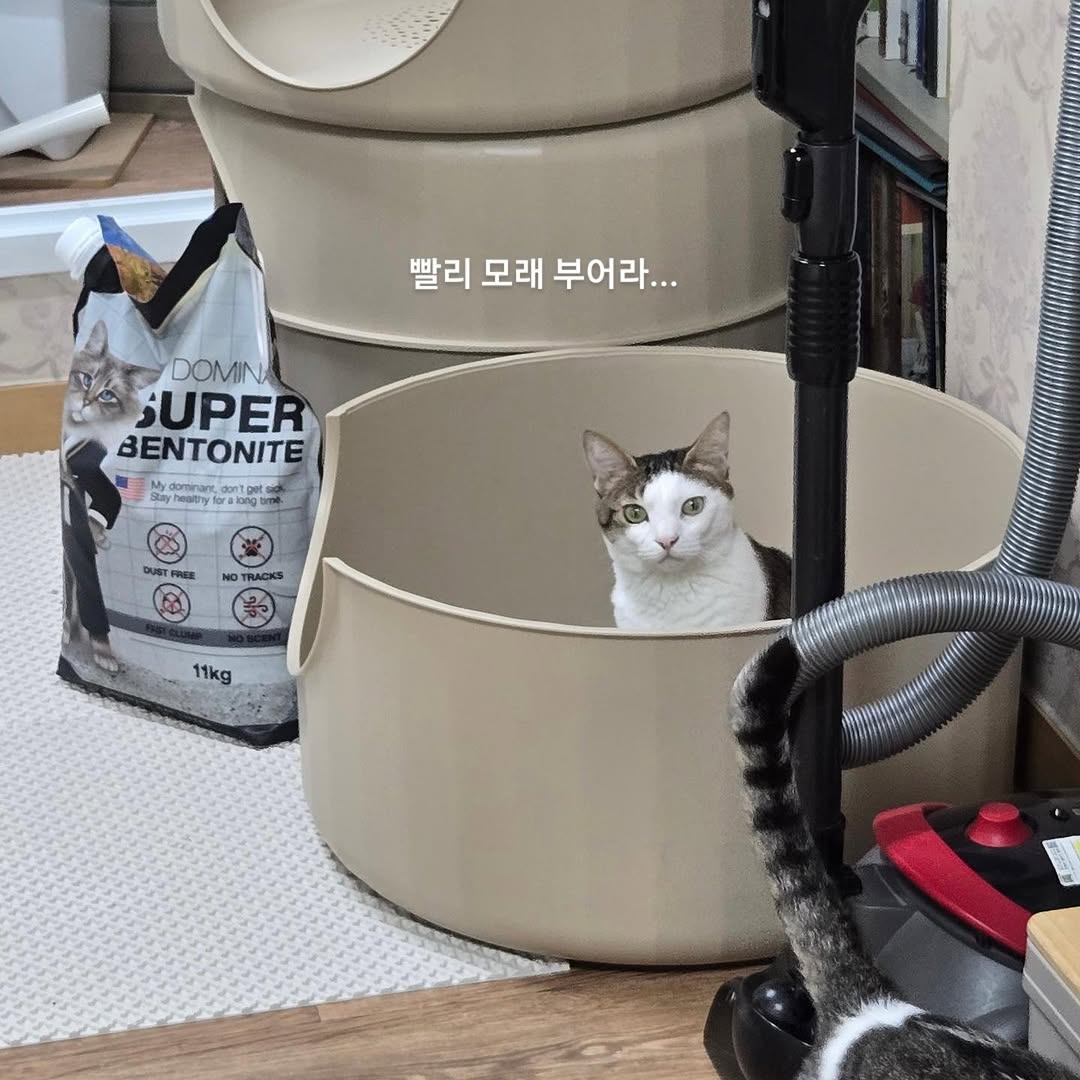 @babcha_ddd이 올린 마이도미넌트 고양이모래 태그 게시물