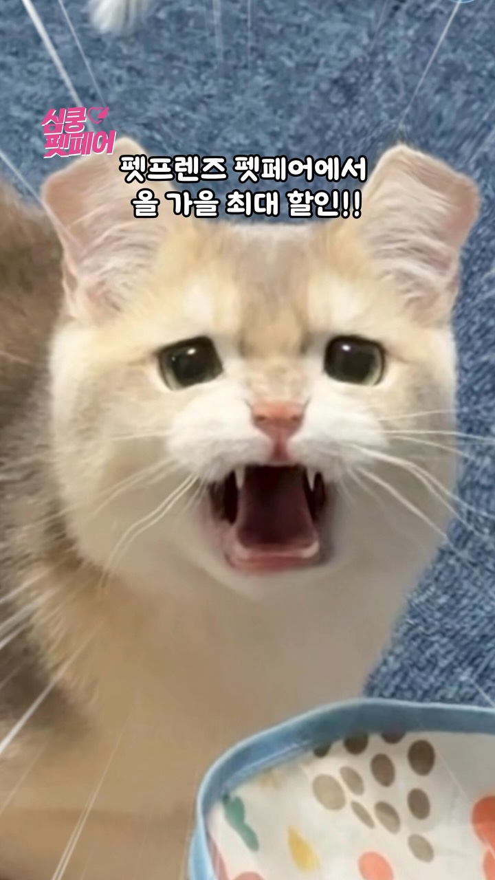 @mayo.o_이 올린 펫프렌즈 태그 게시물