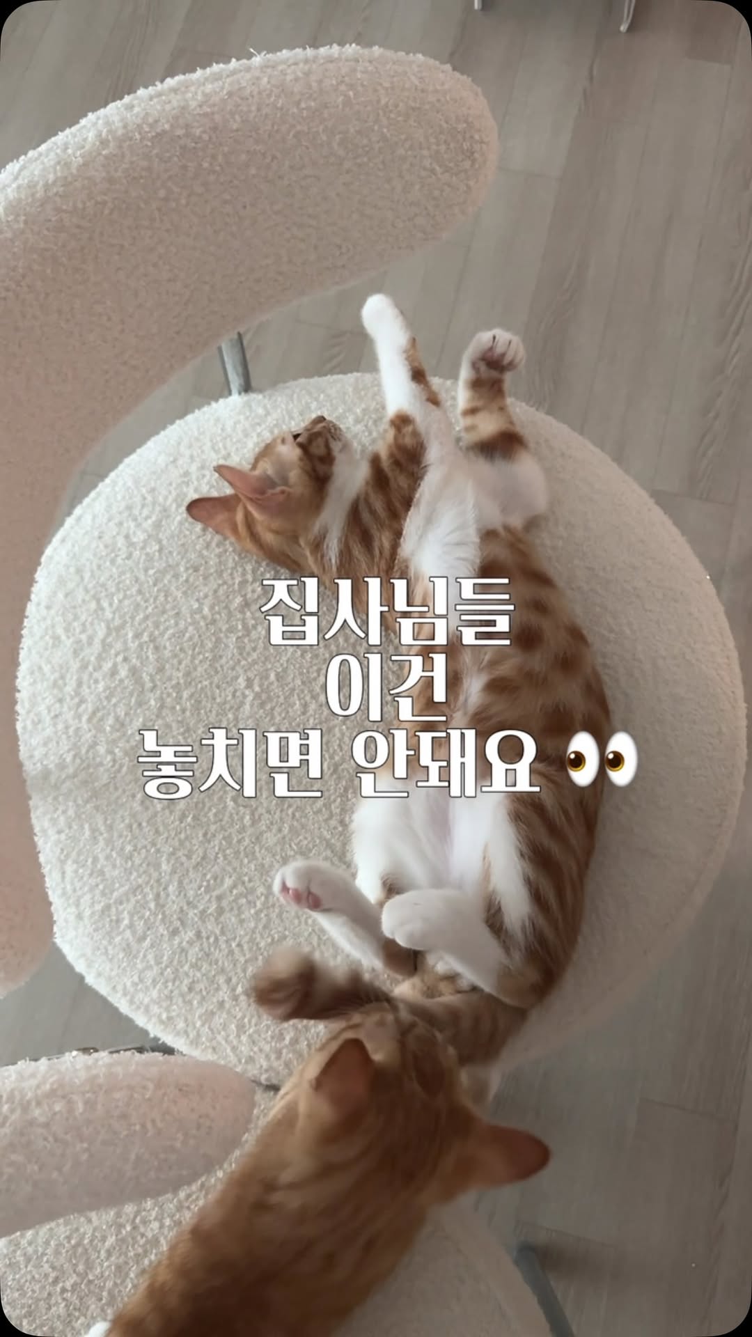 @potato_fries.zip이 올린 펫프렌즈 태그 게시물