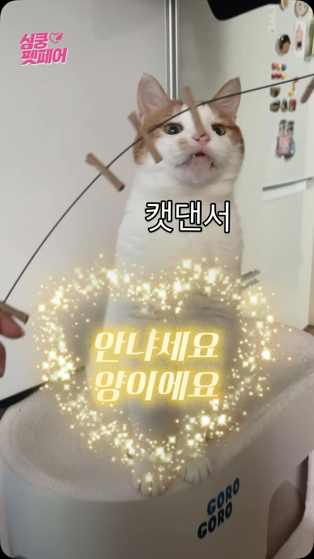 @yang_ee__strong이 올린 펫프렌즈 태그 게시물