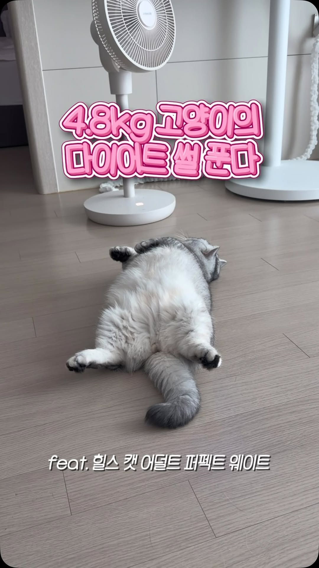 @jjo_malraeng이 올린 펫프렌즈 태그 게시물