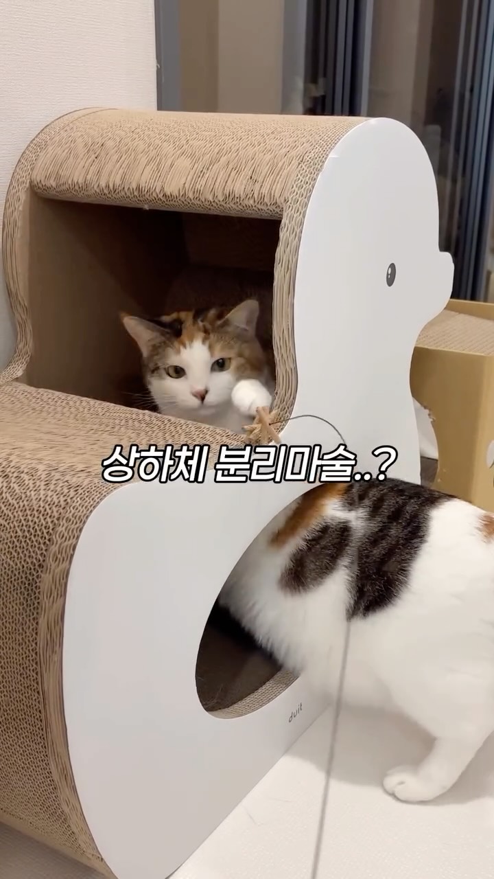 @tori_mimi_이 올린 펫프렌즈 태그 게시물