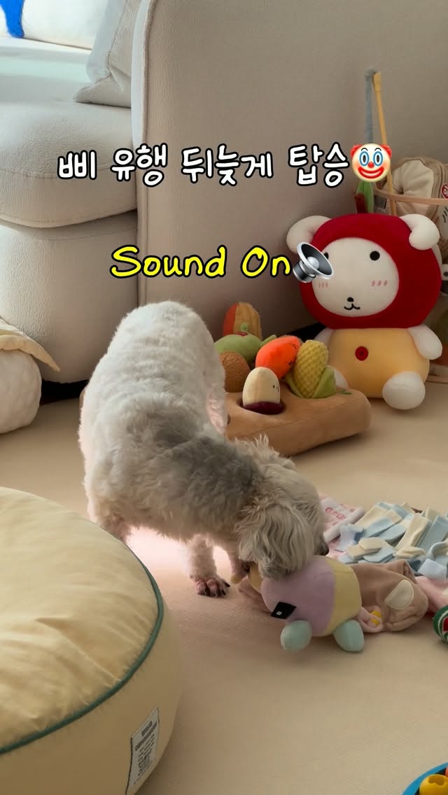 @pudding_the_happiest이 올린 바잇미 태그 게시물