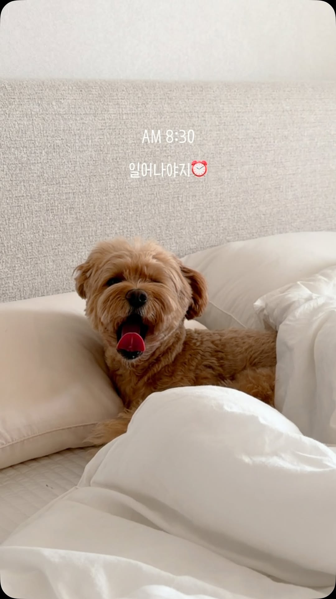 @simba_moment이 올린 해피팡팡｜원조 강아지 수제 간식 전문점 태그 게시물