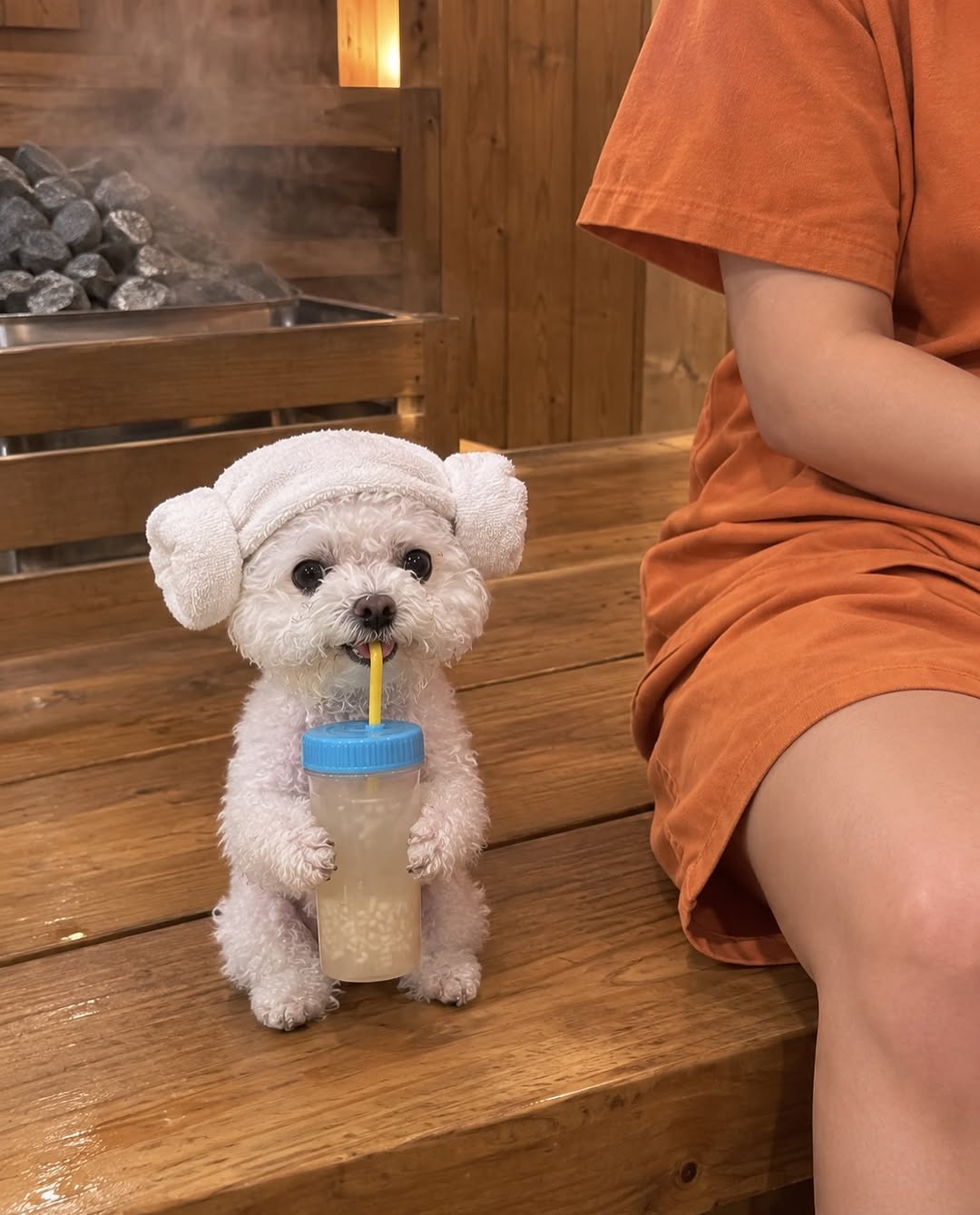 @cccoomo이 올린 닥터독 Dr.DOG 태그 게시물