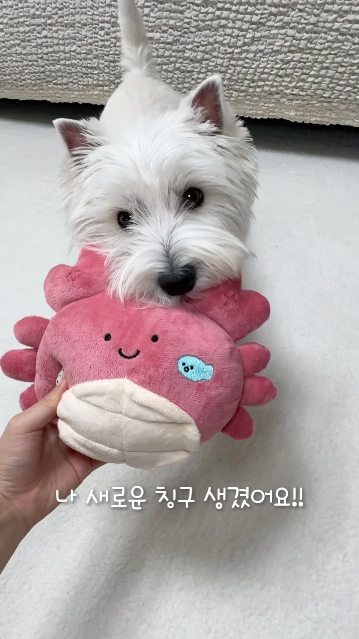 @nemo.momo_westie이 올린 바잇미 태그 게시물