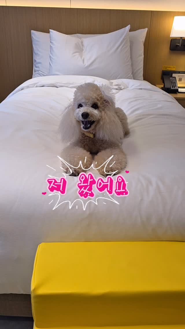 @marshmallow_travel이 올린 카시아 속초 태그 게시물