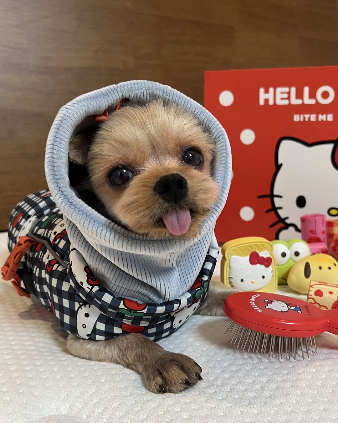 @hi_mango._.o이 올린 바잇미 태그 게시물