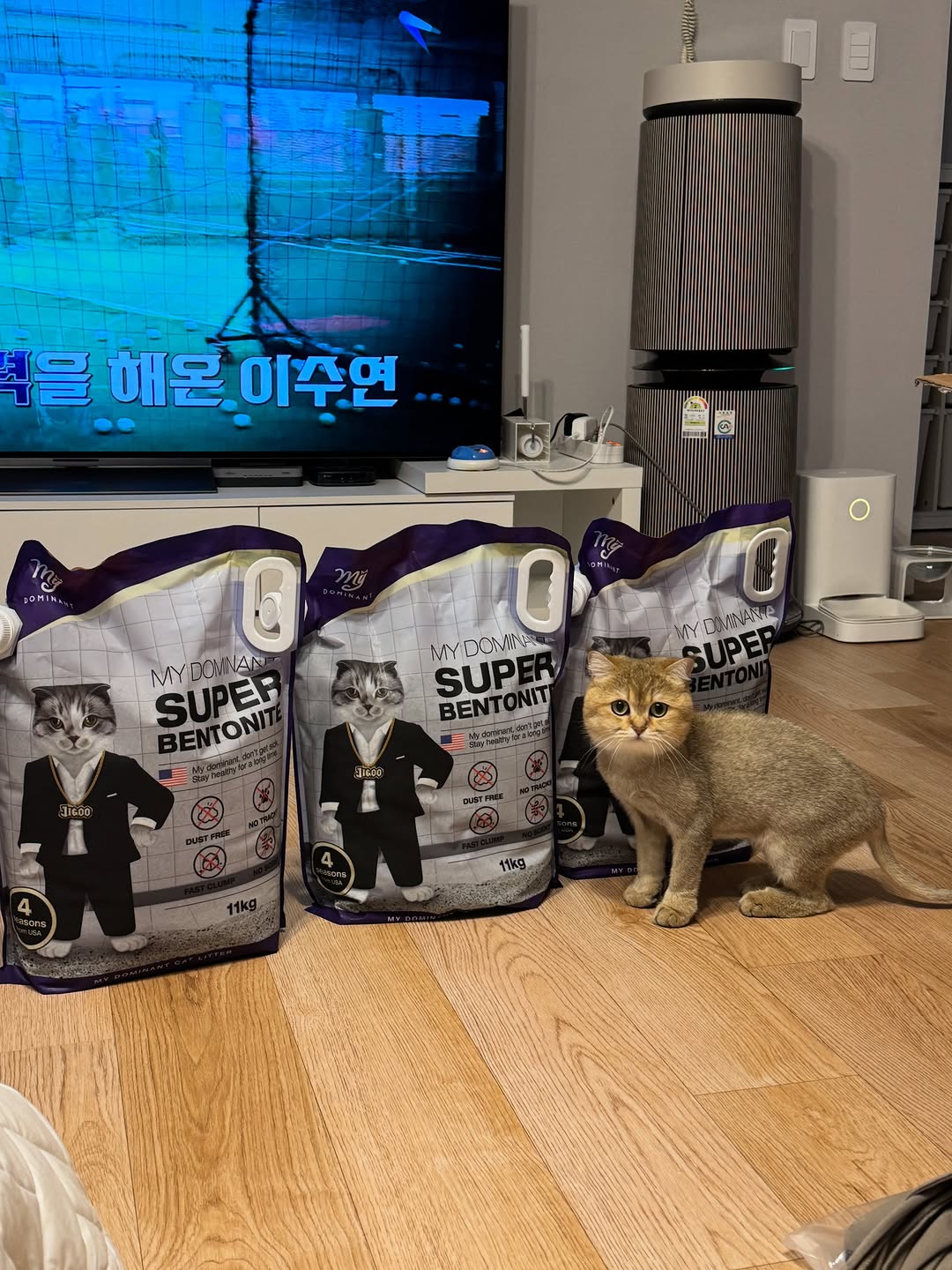@babybamee이 올린 마이도미넌트 고양이모래 태그 게시물
