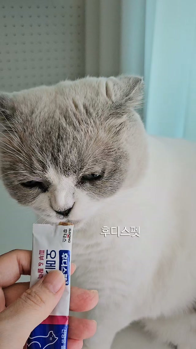 @djo_house이 올린 후디스펫 태그 게시물