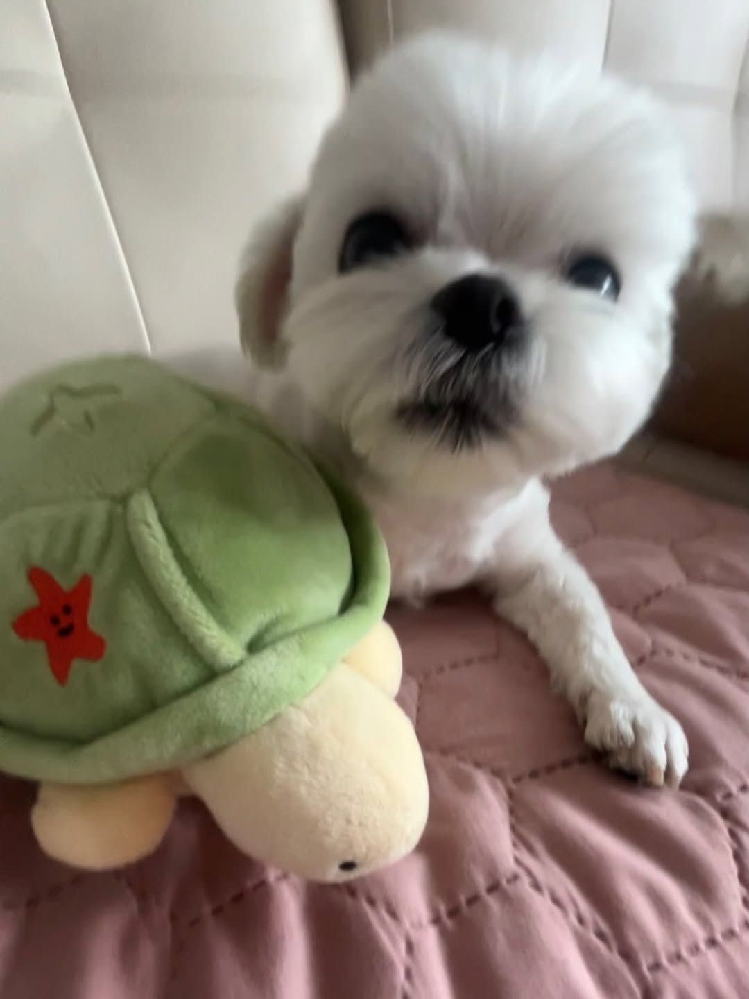 @kongsoon.skrr이 올린 바잇미 태그 게시물