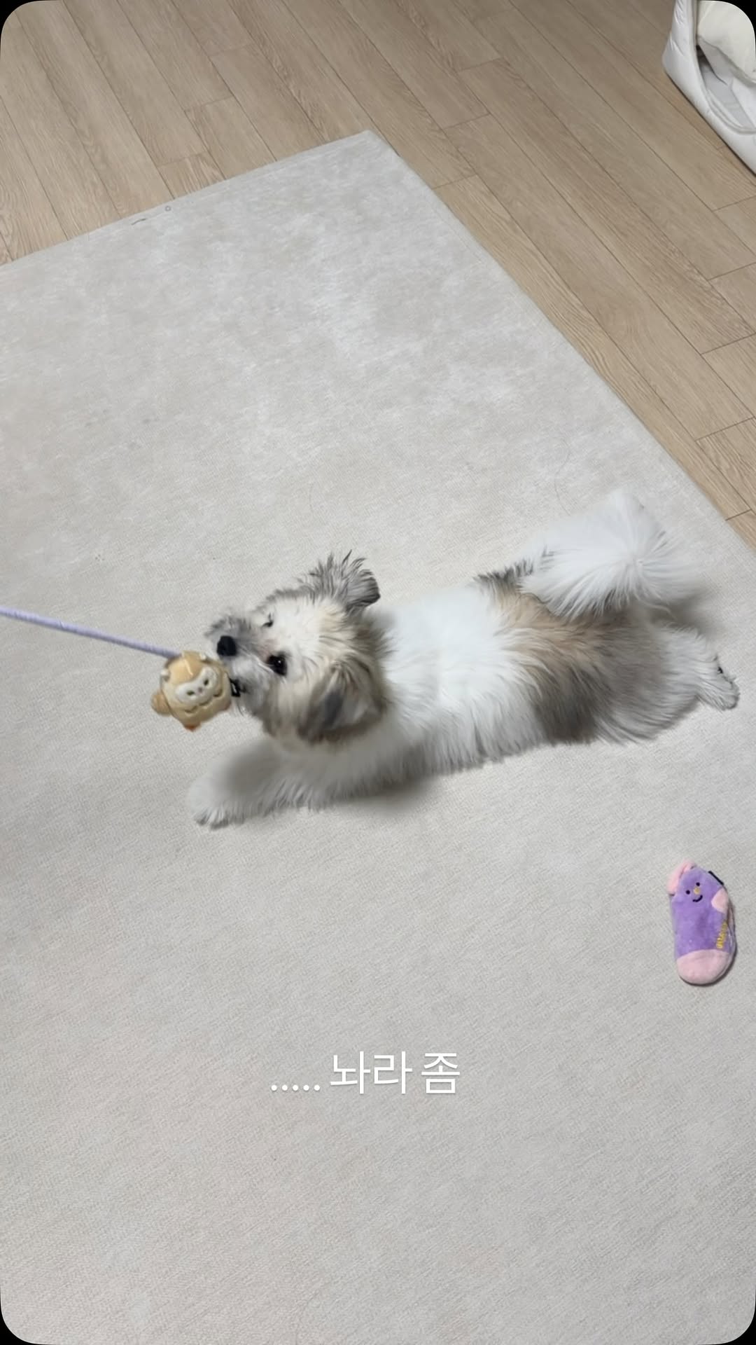 @woodypong이 올린 바잇미 태그 게시물