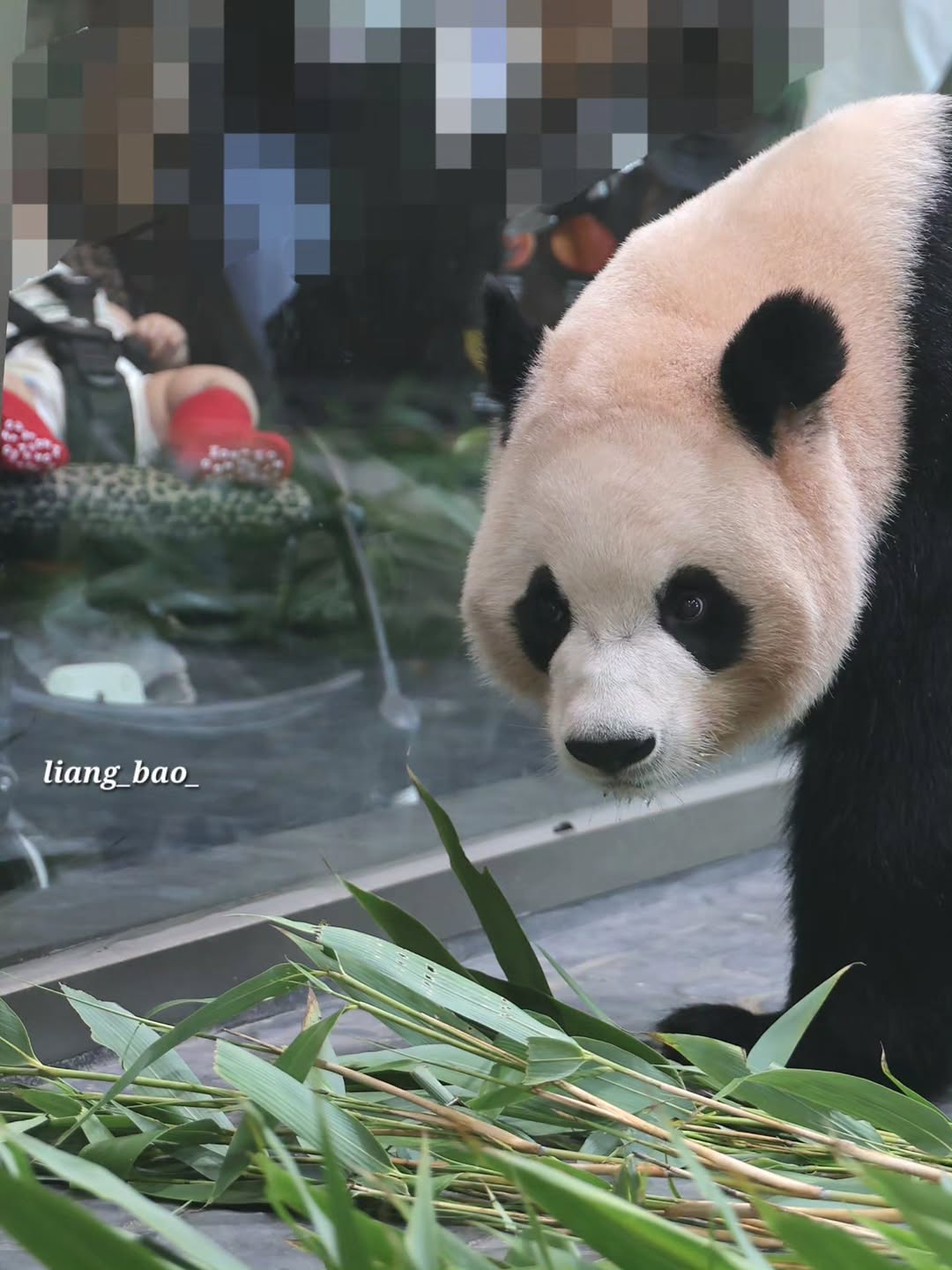 @liang_bao_이 올린 에버랜드 태그 게시물