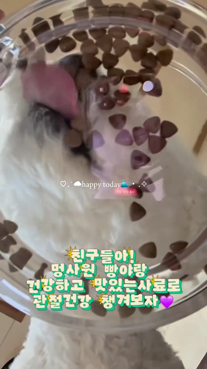 @bbo_bbang_이 올린 마이펫닥터 태그 게시물