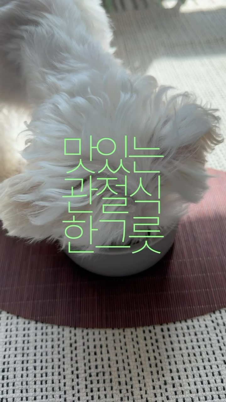 @hyesung_zip이 올린 마이펫닥터 태그 게시물