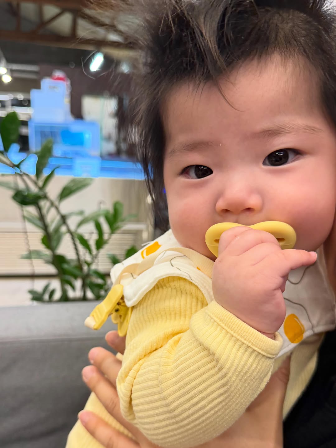 @jian_v.v이 올린 마롤로뜨 태그 게시물