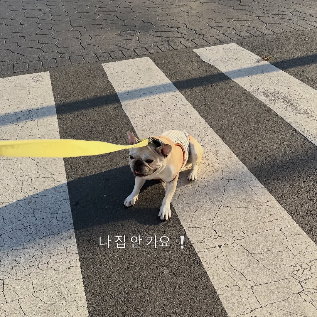 @hodoo._.ayo이 올린 누핀 태그 게시물