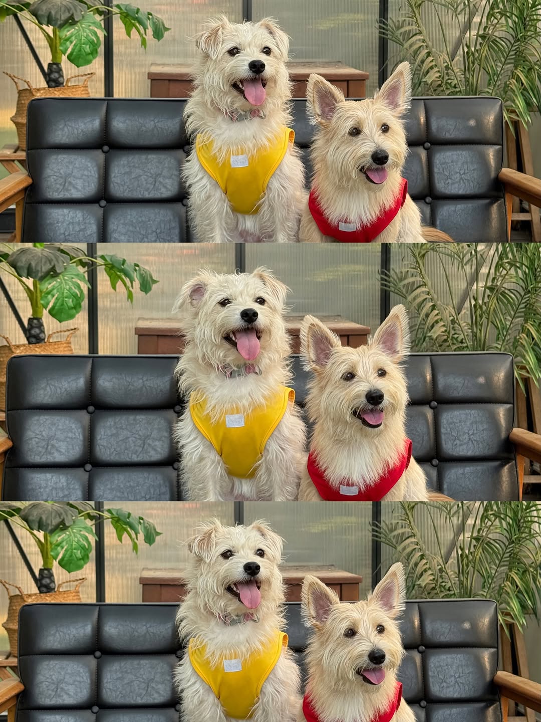 @dum_bo_bi이 올린 누핀 태그 게시물