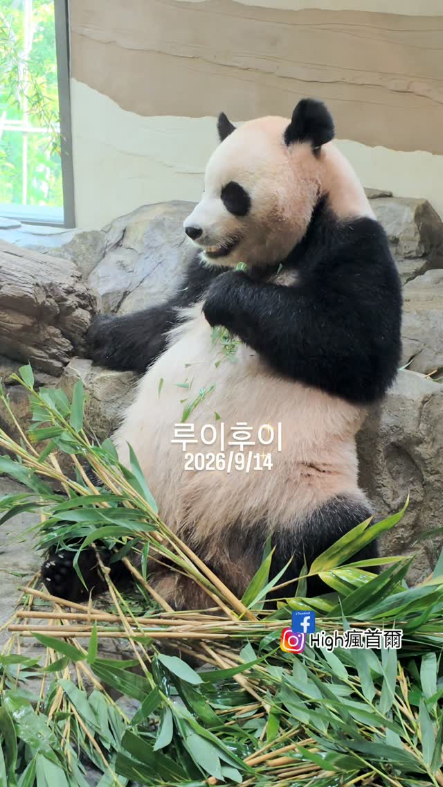 @highcrazyseoul이 올린 에버랜드 태그 게시물