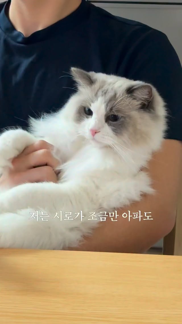@sirogram__이 올린 펫프렌즈 태그 게시물