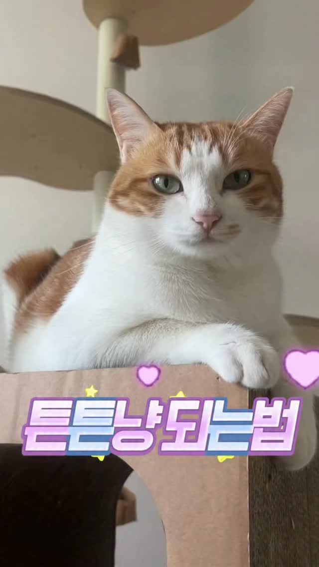 @jomiryong이 올린 펫프렌즈 태그 게시물