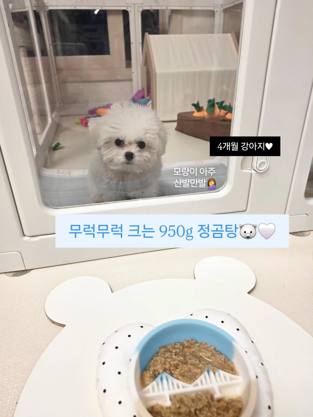 @gomtang_bichon이 올린 보울대학교 태그 게시물