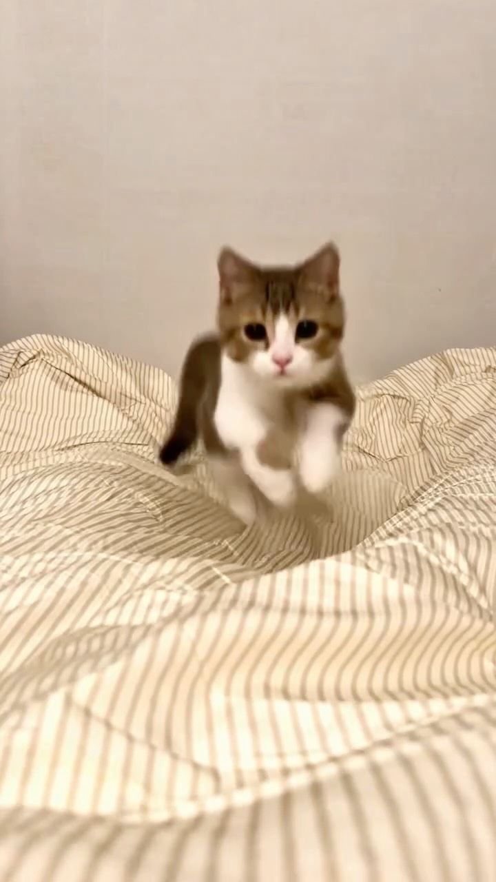 @borrrri.cat이 올린 깃든 Gitden 태그 게시물
