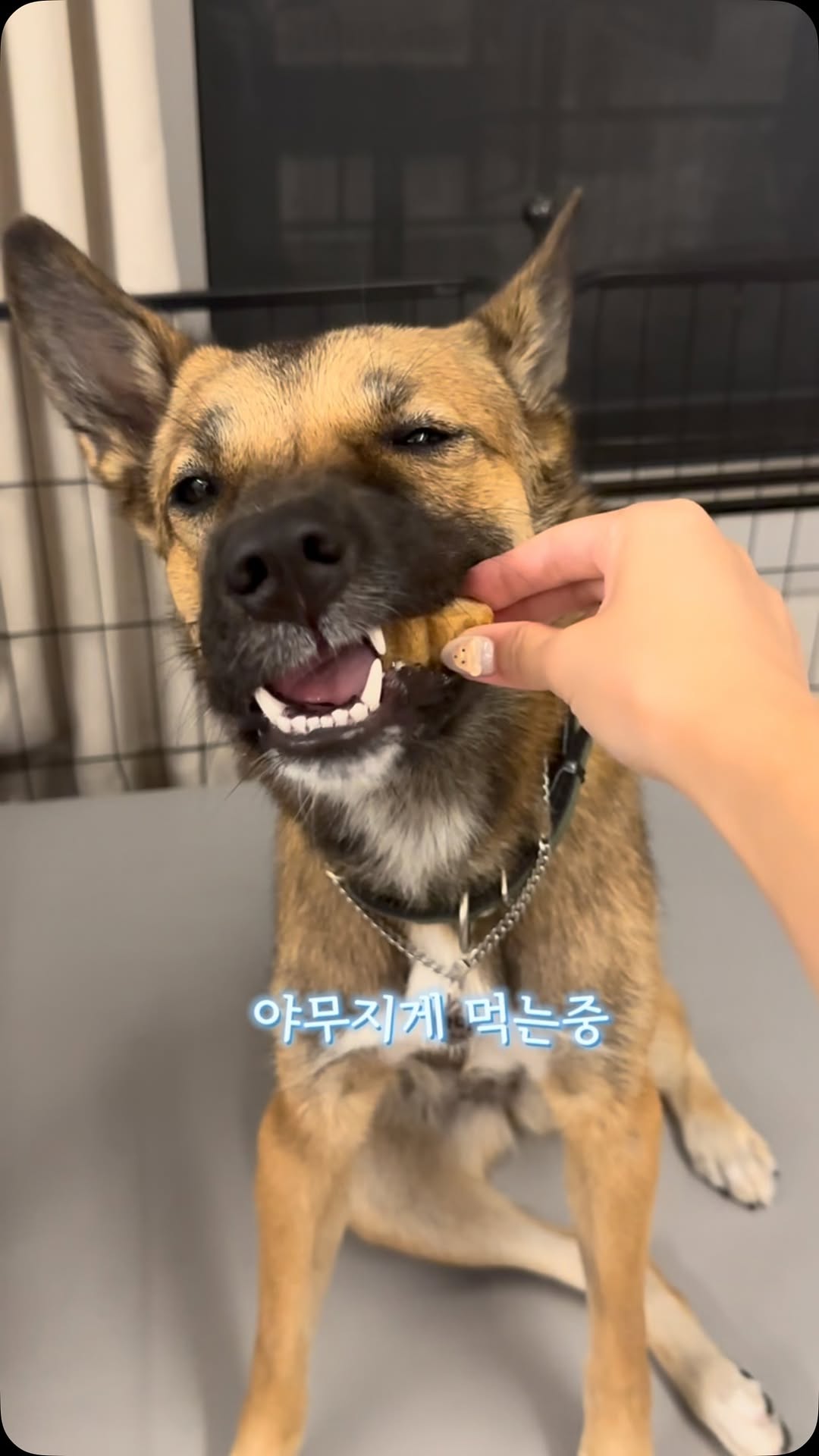 @bami_days이 올린 카디날코리아 태그 게시물