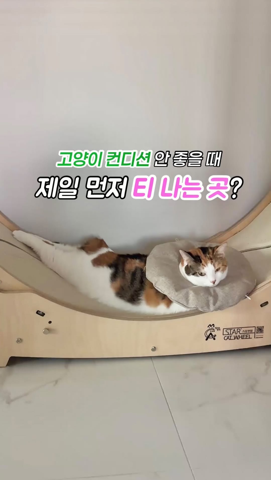 @tori_mimi_이 올린 펫프렌즈 태그 게시물