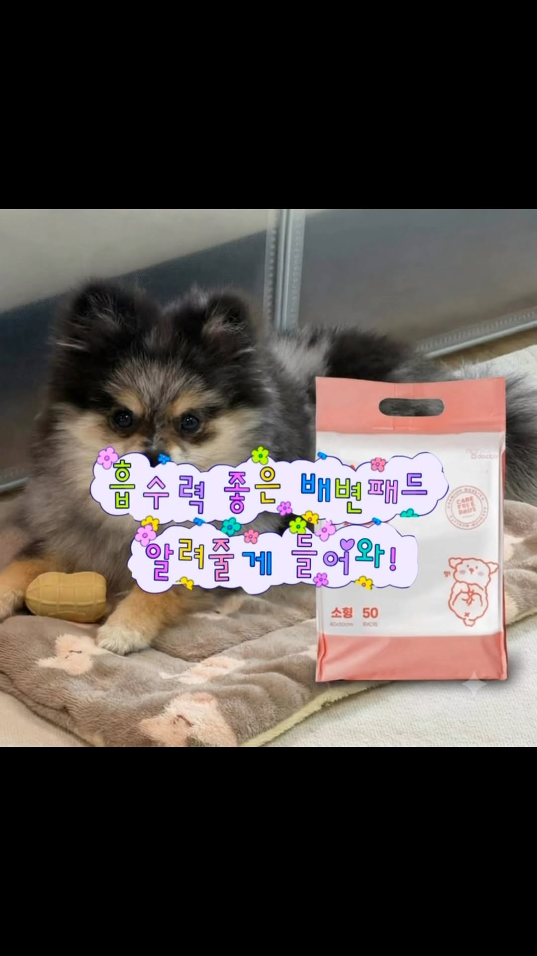@littletan2_이 올린 마이펫닥터 태그 게시물