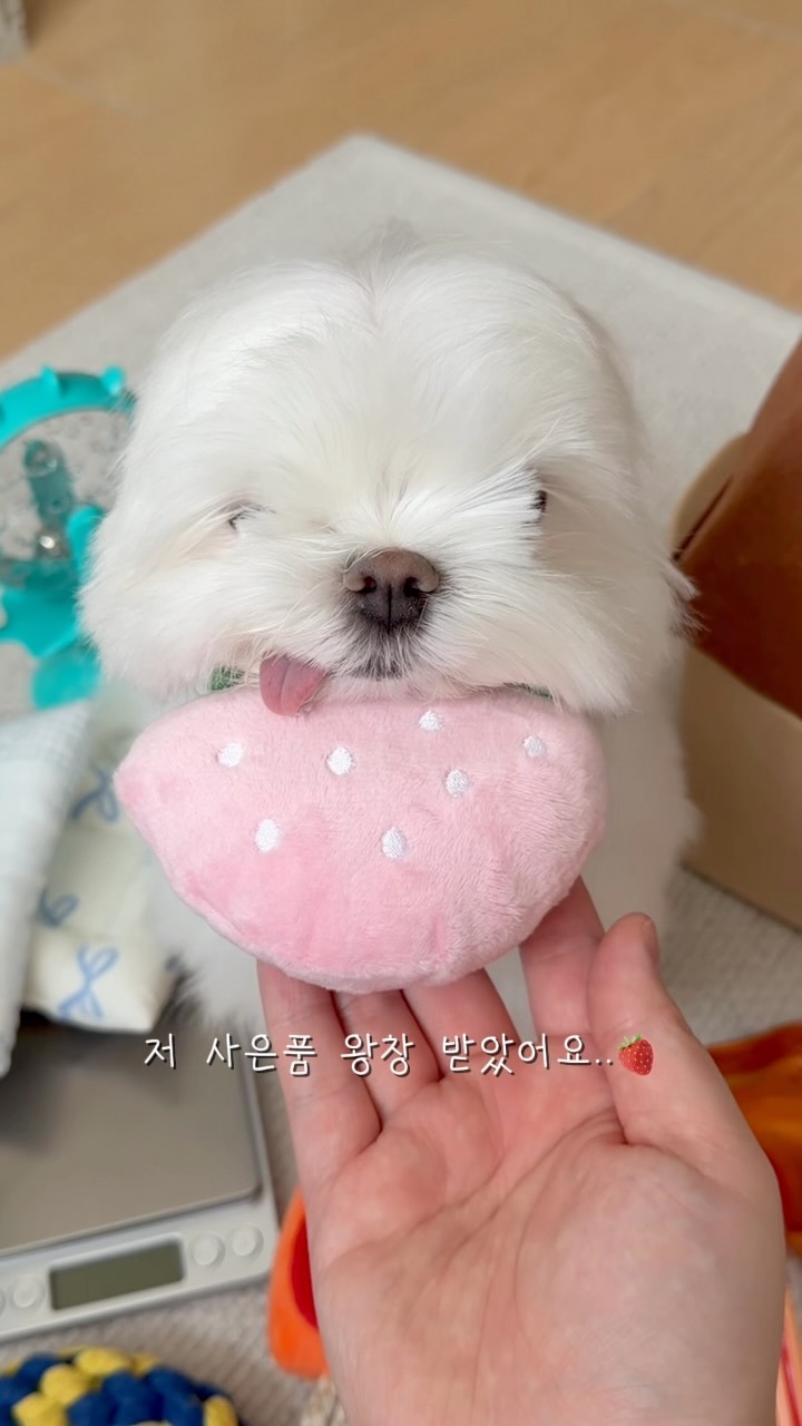 @mo.mo.zip이 올린 히동이와야옹이네 | 강아지사료 · 애견사료 · 강아지간식 태그 게시물