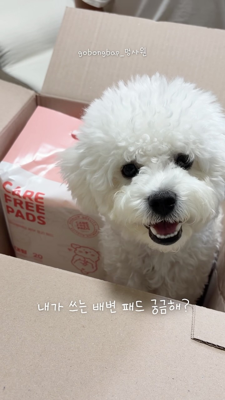 @_gobongbap_이 올린 마이펫닥터 태그 게시물