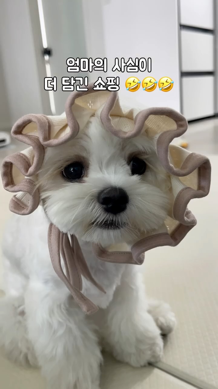@kim_babi218이 올린 포포캄 태그 게시물