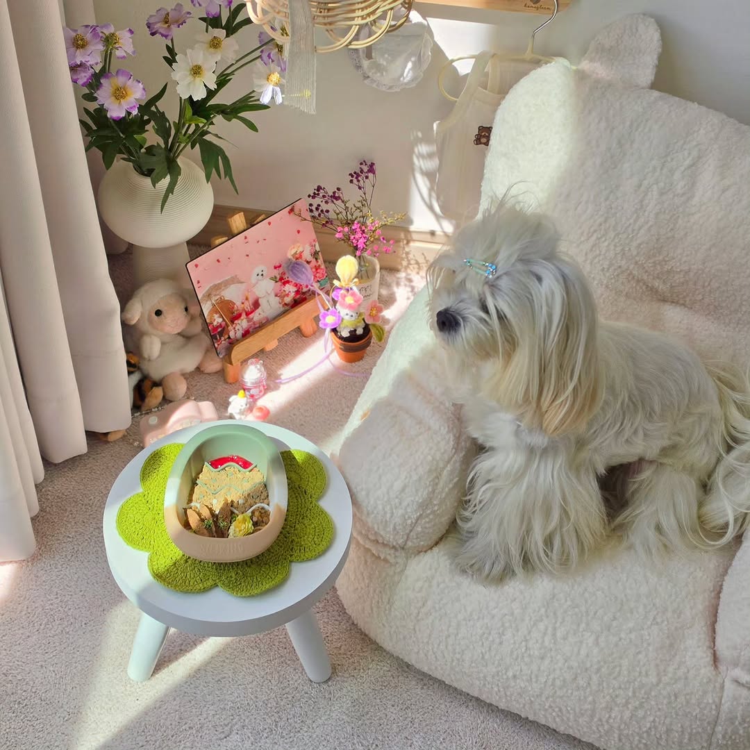 @shy_siru이 올린 내추럴피드 태그 게시물