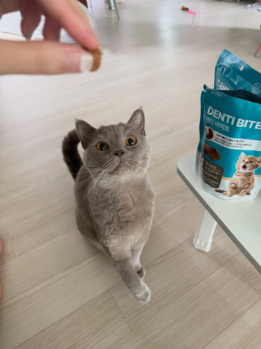 @british_angkko이 올린 누터스가든 태그 게시물