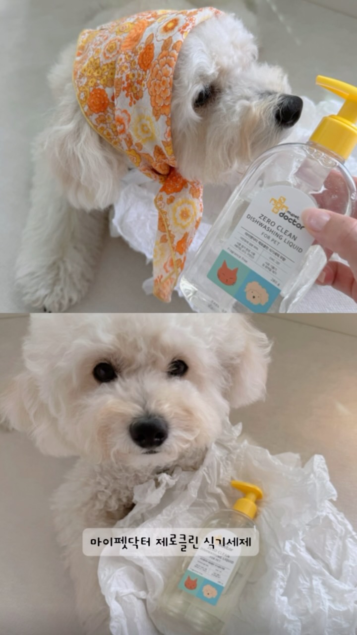 @harururu_maltipoo이 올린 마이펫닥터 태그 게시물