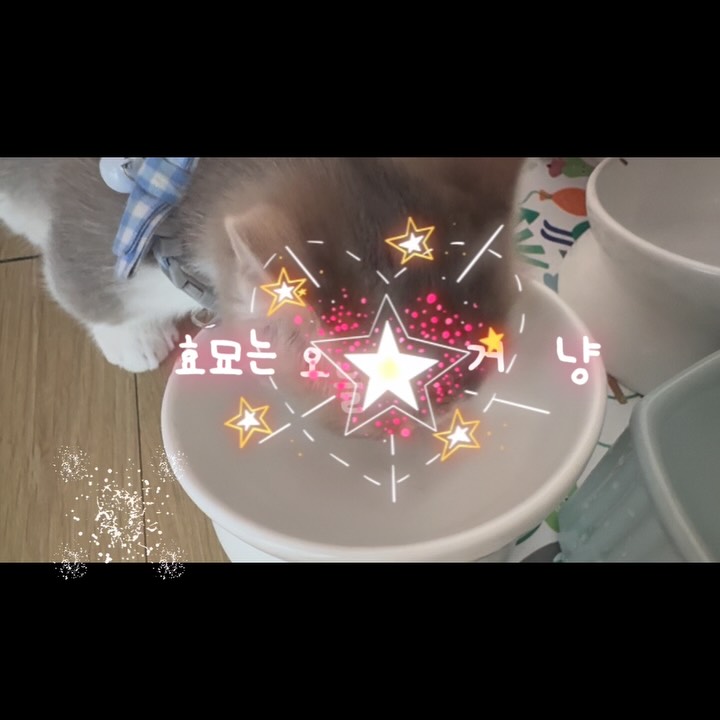 @cutie_coco_hodu이 올린 아이시아 코리아 태그 게시물
