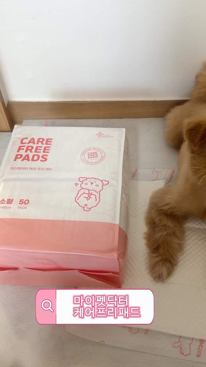 @maltipoo__bori이 올린 마이펫닥터 태그 게시물