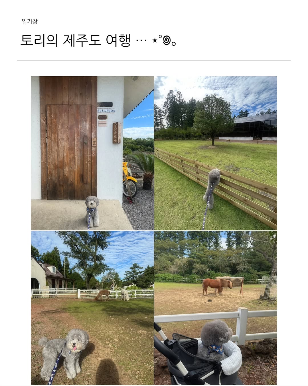 @dotolhi이 올린 컴피라비올리 태그 게시물